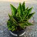 Aloe Mitriformis - kont. C5L, výška 15-25 cm Aloe Mitriformis - kont. C5L, výška 15-25 cm